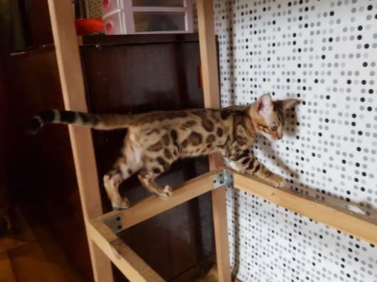 Бенгальский котенок