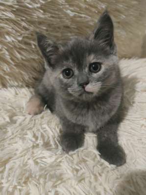 Котята шотландские в Краснодаре