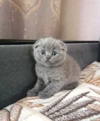 Британские котята