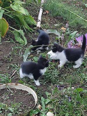 Котенок бесплатно в Владимире фото 3
