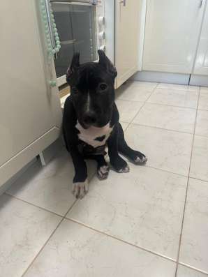 Американский Стаффордширский терьер в Махачкале фото 4