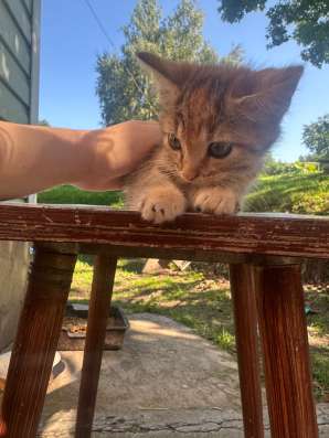 Котята в добрые руки в Можайске фото 4