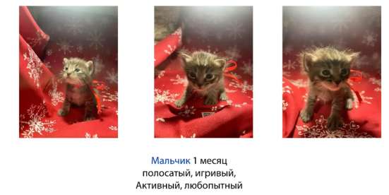 Котята в добрые руки. Чита в Чите фото 3