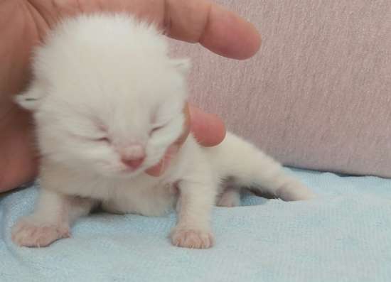 Продам. шотландские котята фото 3