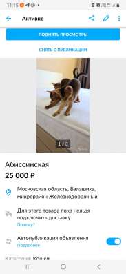 Абиссинские котята в Москве