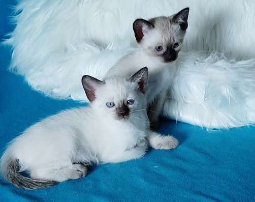 Сиамские котята фото 8