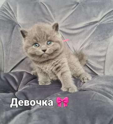 Продаются котята скотиш-страйт фото 8