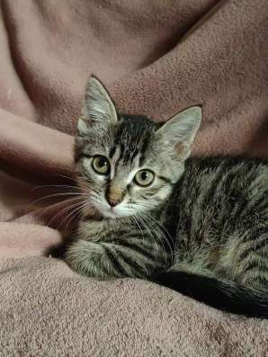 Маленький котенок Фрея в добрые руки