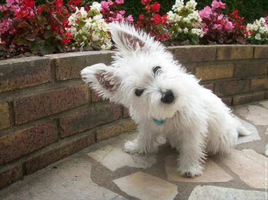 Продаются щенки West Highland White terrier в Протвино фото 3