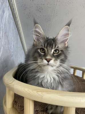 Котёнок мейн кун в Ижевске