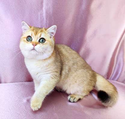Golden Shorthair фото 7