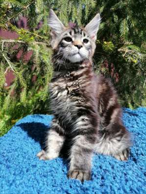 Котята мейн-кун продажа в Туле фото 17