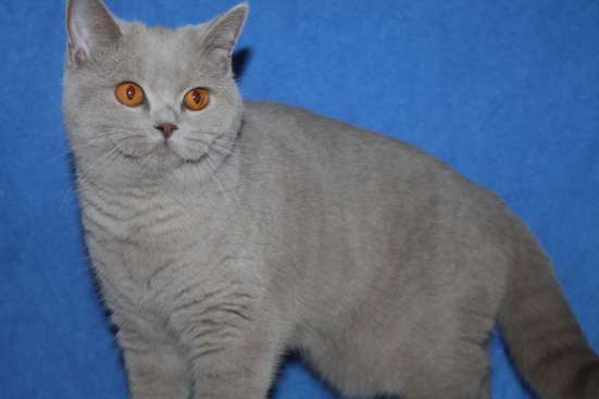 Британская кошка