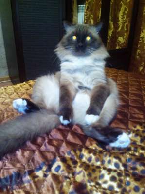 Отдам кота в добрые руки в Ульяновске
