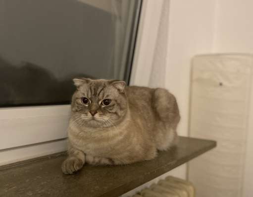Продаю Британского кота фото 4