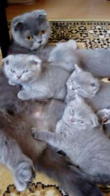 Шотландские котята в Ейске фото 3