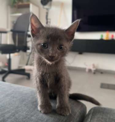 Продам котят Брашиков фото 3