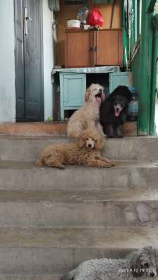 Щенки породы пудель