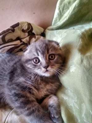Шотландский котенок в Челябинске фото 7