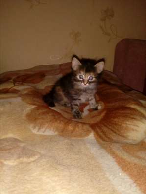 Отдам котят в хорошие руки! в Перми