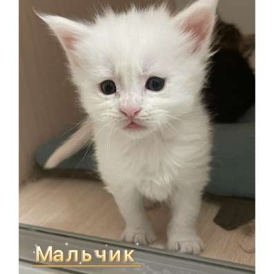 Котята мейн кун в Красногорске фото 11