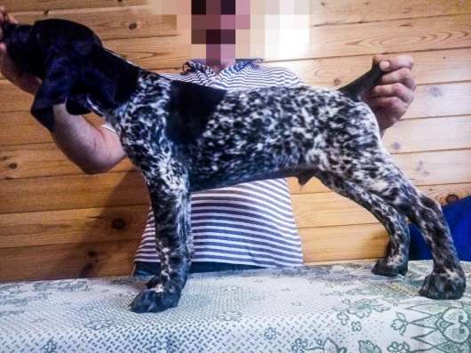 Продам щенков курцхааров