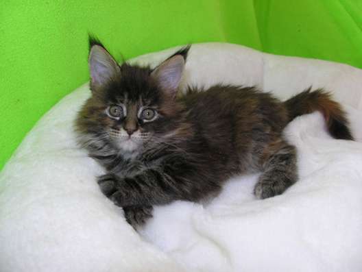 Котята породы Мейн-Кун в Белгороде фото 5