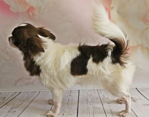 Female chihuahua longhair, of different ages фото 3