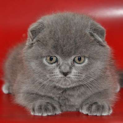 Шотландские кошечки