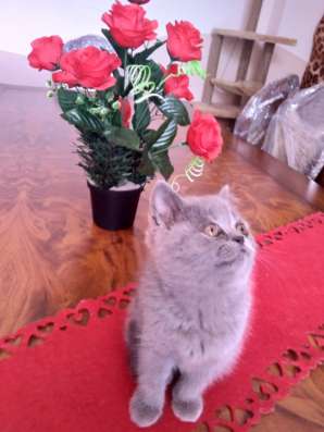 Британские котята. British kittens фото 4