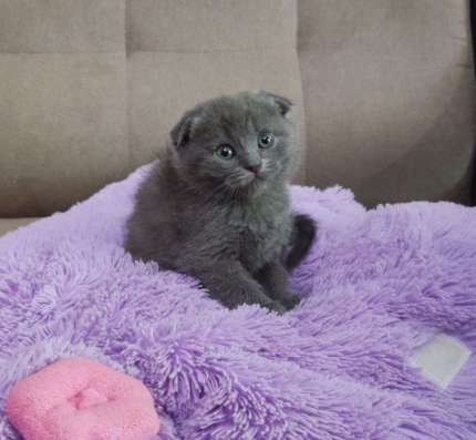Британские котята фото 3