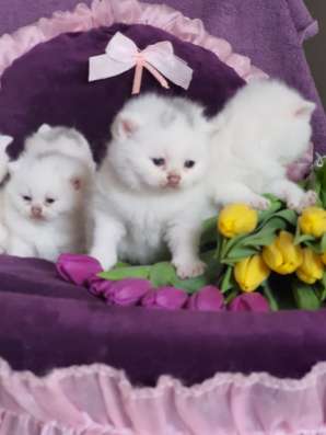 Британские котята, разного возраста, большой выбор фото 3