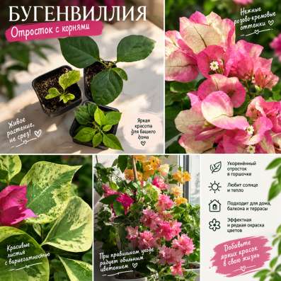 Бугенвиллия цветок в Новосибирске