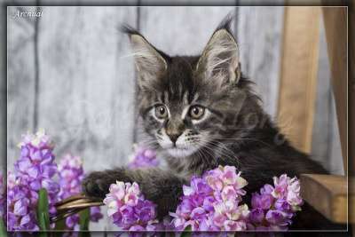 Котята породы мейн кун в Якутске фото 10