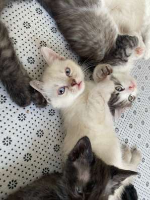 Котята в добрые руки в Ставрополе фото 6
