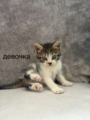 Котята в Краснодаре фото 4