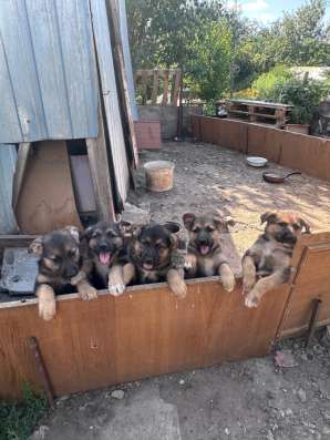 Продаю немецких щенят