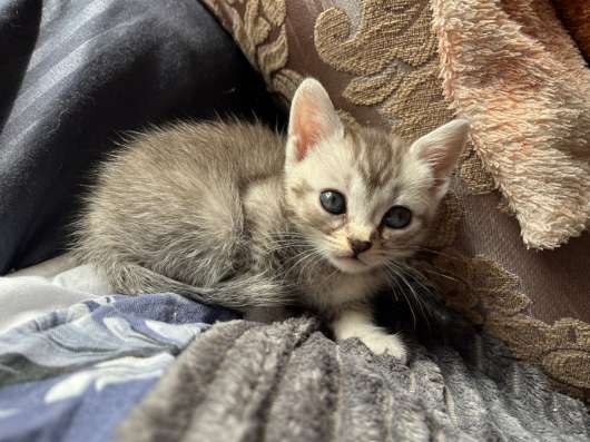 Котята от британской кошки в Туле фото 5