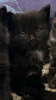 Отдаю котят в добрые руки!