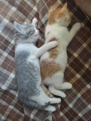 Котята в добрые руки! фото 3