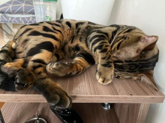 Вязка бенгальский кот