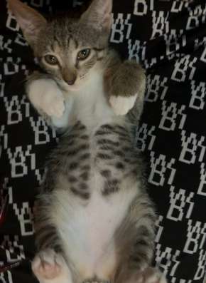 Котейка