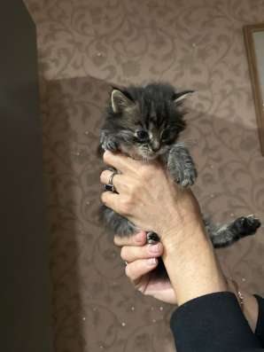 Котята в Пензе