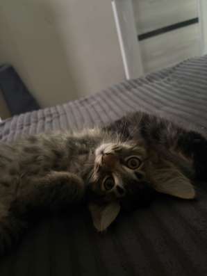 Котенок в Саратове фото 3