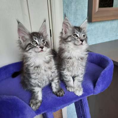 Котята Мейн Кун с родословной фото 4