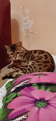 Бенгальские котята