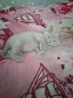 Шотландские котята фото 4