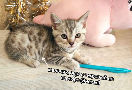 Шотландские котята в Москве фото 3
