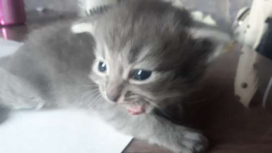 Котята в хорошие руки