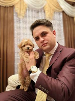 Продаются щеночки мальтипу фото 3